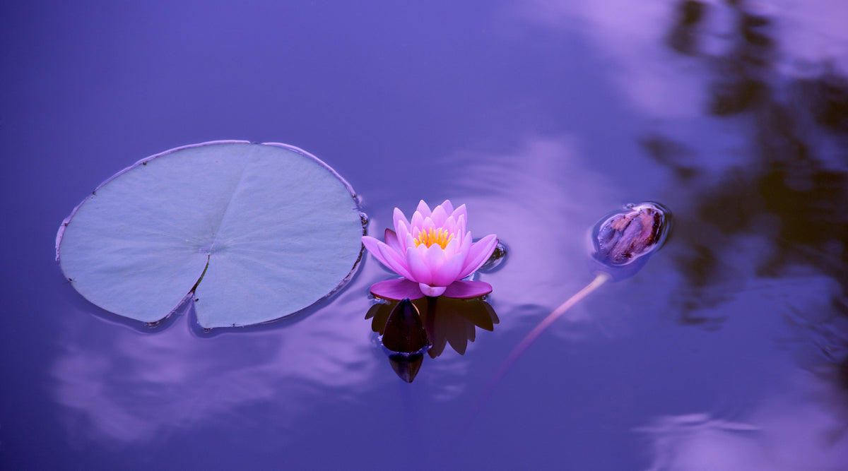 What is a Lotus Flower: Significance and Meaning of this Majestic Flower