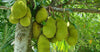 What is a Jackfruit? A cool tree with epic fruit!